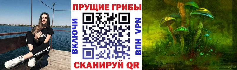 закладка Уржум Псилоцибиновые грибы Cubensis